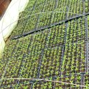 고추연구소농장 이미지