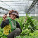 (실습)토종채소 가드닝 | 밤고구마모종 달밤 진율미 1kg으로 신선하고 건강한 고구마순 키우기 꿀팁