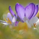 복내초교 이미지