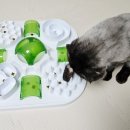 나산농장 | [앙꼬 최애 고양이 간식] 조공 나산양유좋아해로 음수량 채우는 츄르탕 후기