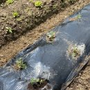 예곡농장 이미지