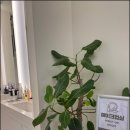 연세리더스치과교정과치과의원 이미지