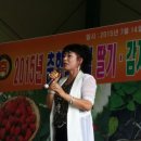 순정감자 이미지