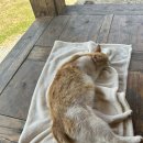 맘스주막 이미지