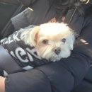 로이스제일치과병원 | 오복동물치과병원 말티즈 치과 스케일링 수술 후기