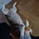 설빙춘천점 이미지