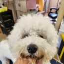 안다 동물보호소 이미지