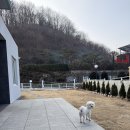 넓은마당 | 연천애견동반펜션 코쿠멍 넓은 잔디 마당 있는 독채 숙소 후기