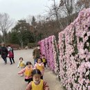 대구수목원 국화축제 이미지