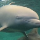 돌고래약품 이미지