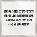 블리독수원점 고양이강아지분양 미니비숑프리제말티푸포메입양 | 블리독수원점 고양이강아지분양 미니비숑프리제말티푸포메입양 애견 전문 관리사 수원 강아지분양