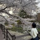 하천섬(주차장) | 대전 벚꽃 명소 테미공원 포토존 추천 4월 1주차 개화 정보, 반석천 벚꽃