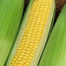 우가농장 이미지