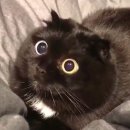 날으는고양이 이미지