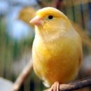 카나리아 이미지
