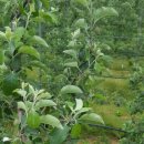 삼삼농장 이미지