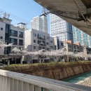 정릉천 제방 네이버블로그