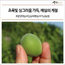 초록빛 싱그러움 가득, 매실의 계절 #광양매실 #김승희매실 #가남농원