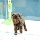 쓰담쓰담 이미지