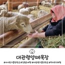시우목장 | 강원도 아이랑가볼만한곳 대관령 양떼목장