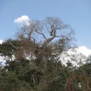 아프리카 & 바오밥 나무(케냐 동부여행) 이미지