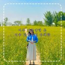 경기도 여주 가볼만한 곳 5월 당남리섬 유채꽃 실시간 주차장 꿀팁 대신섬 주말 방문 후기