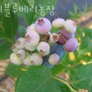블루베리농장 우리블루베리농장 남양주 김포 블루베리농장 위치 비용