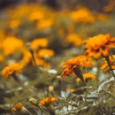 메리골드 이미지