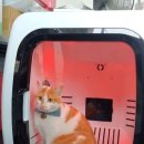 하이냥이 이미지