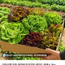 모듬 쌈채소 1kg 4900원 무배 이미지
