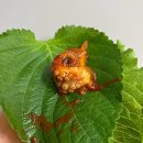 화리집 | 화리화리 가천대점 역대급 성남 쭈꾸미 맛집 후기 주차