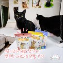 비트덴탈 | 고양이 이빨 챙기기!! 캐츠랑 저요저요덴탈 간식 급여 후기