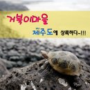 거북이여행사