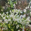 영플라워 | 관저동꽃집으로 유명한 영플라워샵 방문후기:)