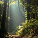 숲속풍경 이미지