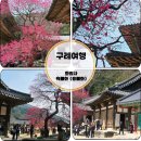 마산면사무소 | 1년을 기다린 천연기념물 홍매화 흑매화 화엄매 구례 화엄사