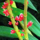괴테아스트릭티플로라(Goethea Strictiflora) 이미지