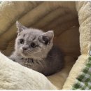 애견용품 창고형 할인매장 이미지