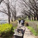 씨유율하카페거리점 | 김해 율하 벚꽃축제 애견동반 가능한 율하천 벚꽃길, 율하카페거리 봄 나들이 후기