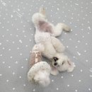 펫어디가 이미지