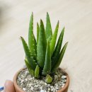 흙사랑 다육식물농원 이미지