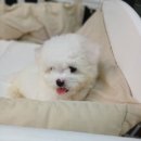 탑 퍼피(TOP PUPPY) 이미지