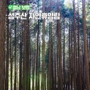 성주산 자연휴양림 트레킹 코스 숲캉스 추천 드론 여행