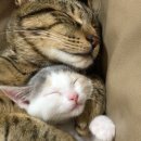 그루밍 사랑 이미지