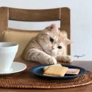 나만 없어 고양이 이미지