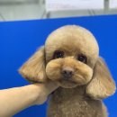 포일동물병원 이미지