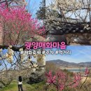 다압면 섬진강 매화마을 인근 | [전남] 광양매화마을 광양매화축제 실시간개화율 cctv 주차정보 포토존