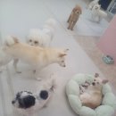 댕댕가르텐 강아지애견유치원호텔 이미지