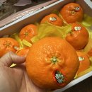 레드향 3kg 선물세트 탱글함 가득 푸드쟁이 택배 후기