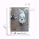 애견호텔 | 김포 라인하트 애견호텔&amp;유치원 후기